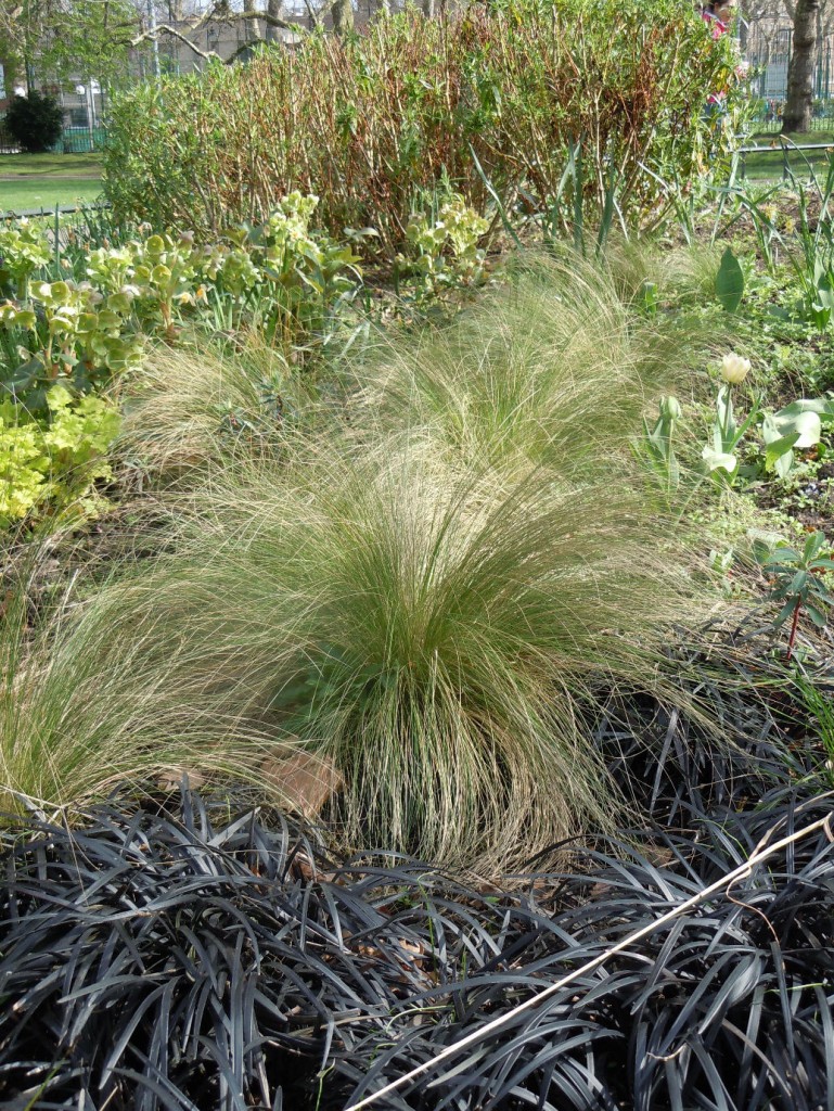 Stipa tenuissima